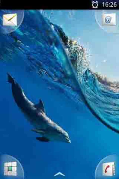 海豚游泳动态壁纸