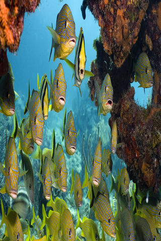 热带鱼动态壁纸